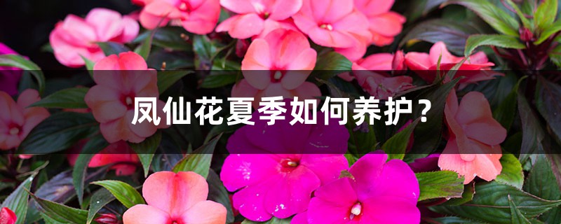 凤仙花夏季如何养护? 凤仙花夏季如何养护?