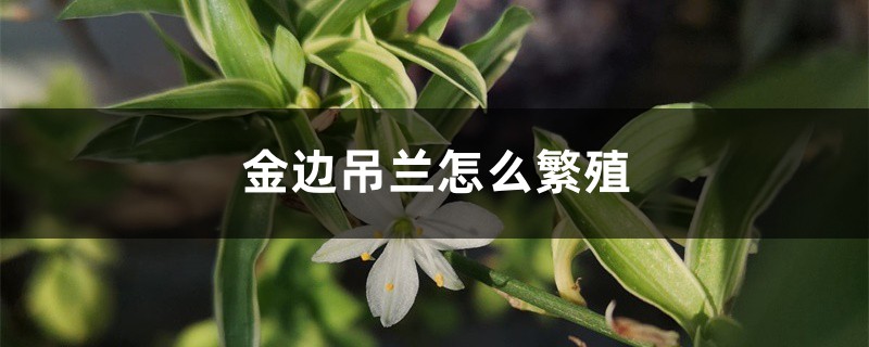 金边吊兰怎么繁殖 金边吊兰怎么繁殖