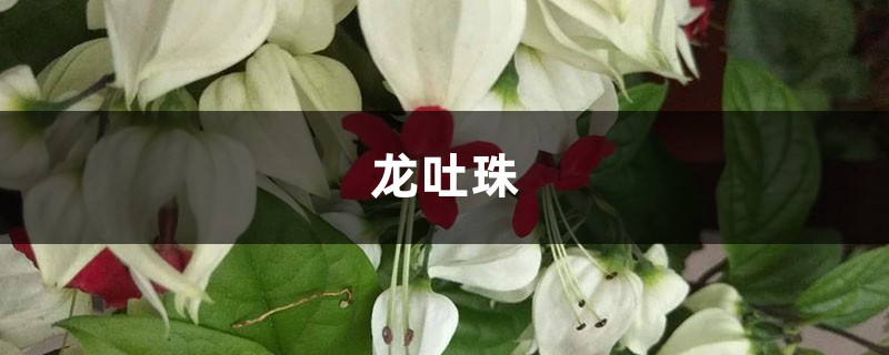 龙吐珠冬季怎么养,这样养省力又科学! 龙吐珠冬季怎么养,这样养省力又科学!