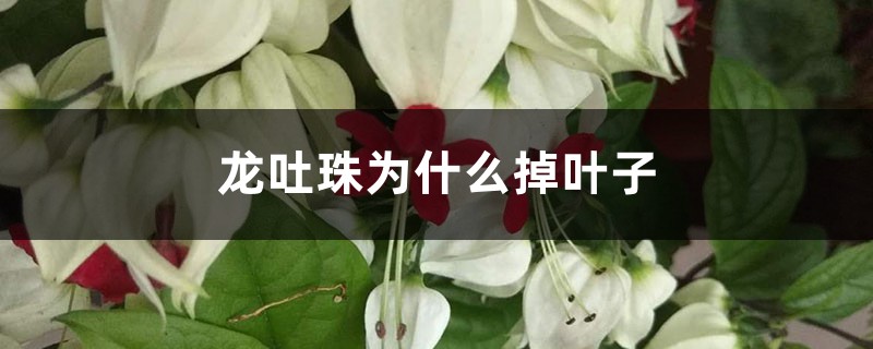 龙吐珠为什么掉叶子 龙吐珠为什么掉叶子