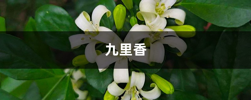 九里香怎么修剪,这样修剪花木长势超好! 九里香怎么修剪,这样修剪花木长势超好!