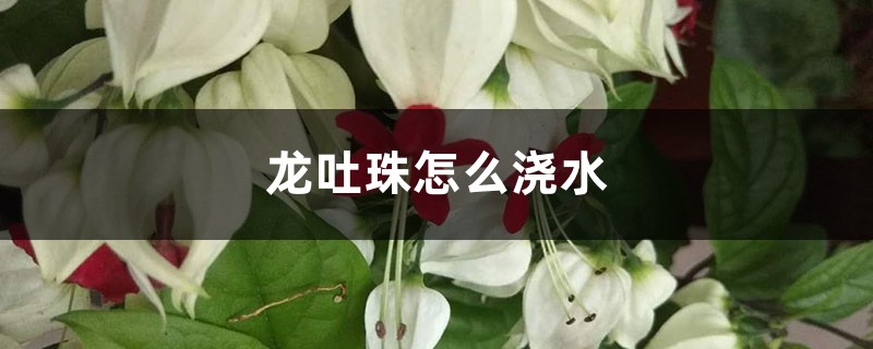 龙吐珠怎么浇水 龙吐珠怎么浇水