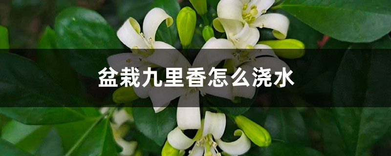 盆栽九里香怎么浇水 盆栽九里香怎么浇水