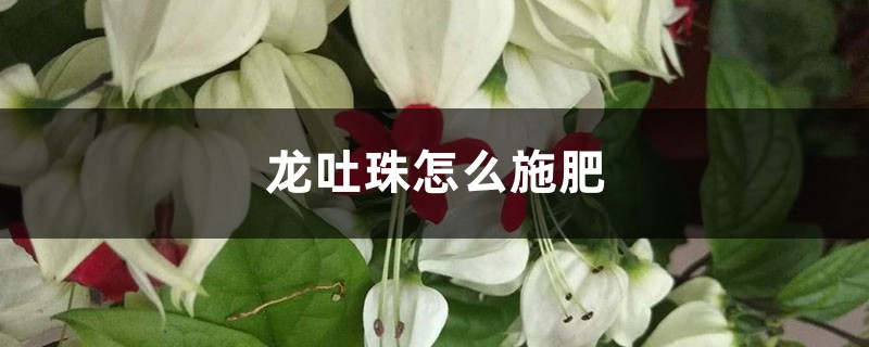 龙吐珠怎么施肥 龙吐珠怎么施肥