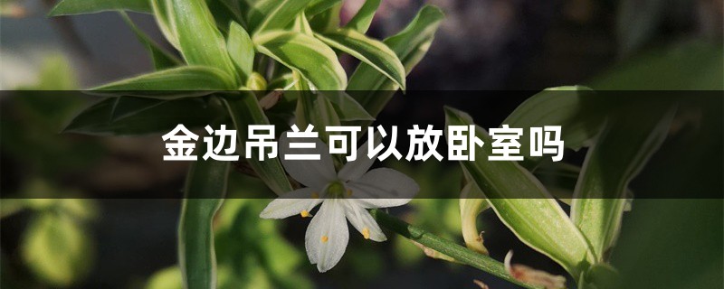 金边吊兰可以放卧室吗 金边吊兰可以放卧室吗