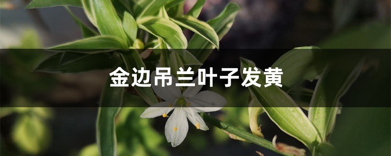 金边吊兰叶子发黄 金边吊兰叶子发黄