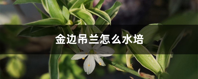 金边吊兰怎么水培 金边吊兰怎么水培