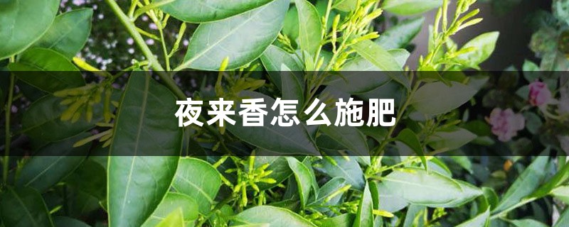 夜来香怎么施肥,这样做才正确! 夜来香怎么施肥,这样做才正确!