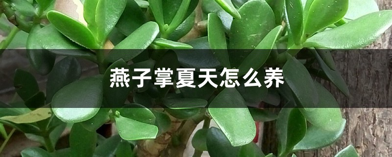 燕子掌夏天怎么养 燕子掌夏天怎么养