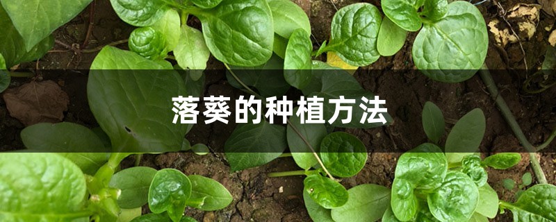 落葵的种植方法 落葵的种植方法