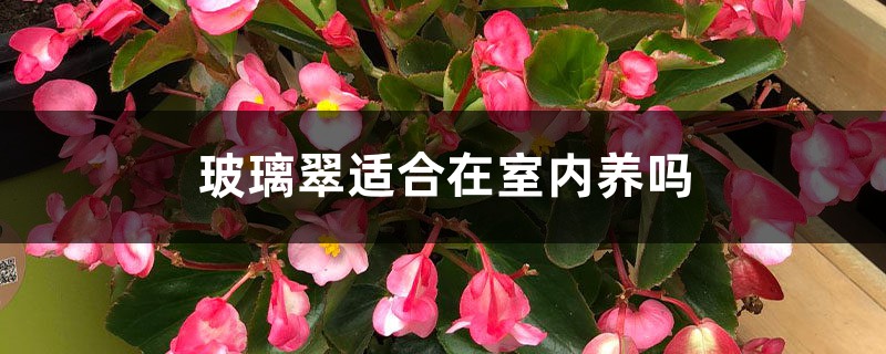 玻璃翠适合在室内养吗 玻璃翠适合在室内养吗