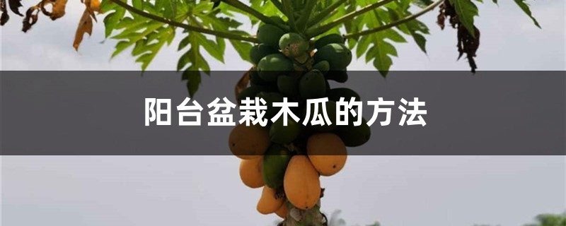 阳台盆栽木瓜的方法 阳台盆栽木瓜的方法