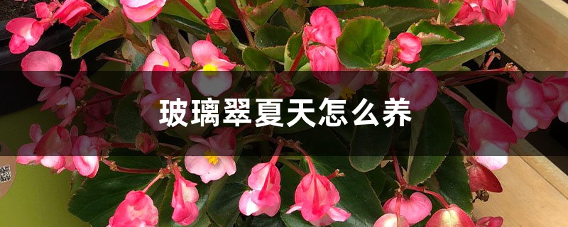 玻璃翠夏天怎么养 玻璃翠夏天怎么养