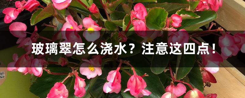 玻璃翠怎么浇水？注意这四点！