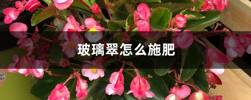 玻璃翠怎么施肥 玻璃翠怎么施肥