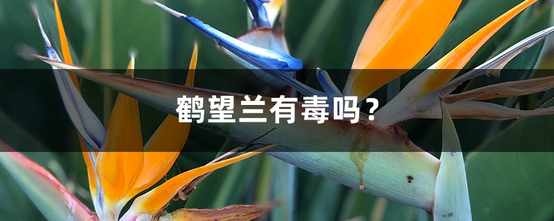 鹤望兰有毒吗? 鹤望兰有毒吗?