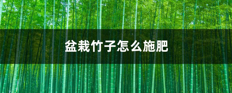 盆栽竹子怎么施肥 盆栽竹子怎么施肥