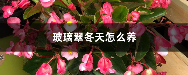 玻璃翠冬天怎么养 玻璃翠冬天怎么养