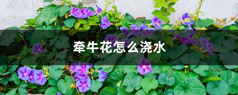牵牛花怎么浇水 牵牛花怎么浇水