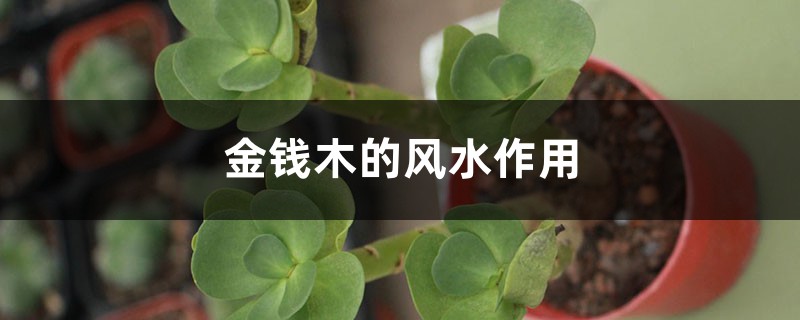 金钱木的风水作用 金钱木的风水作用