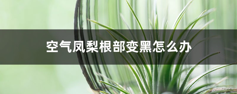 空气凤梨根部变黑怎么办?找到原因是关键! 空气凤梨根部变黑怎么办?找到原因是关键!