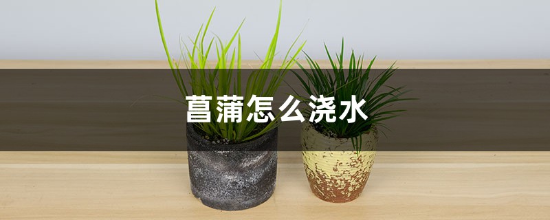 菖蒲怎么浇水 菖蒲怎么浇水
