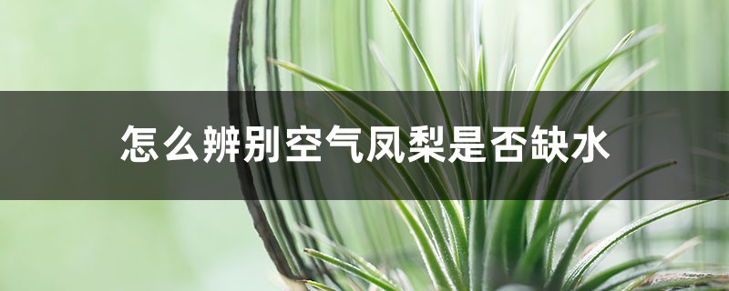 怎么辨别空气凤梨是否缺水? 怎么辨别空气凤梨是否缺水?