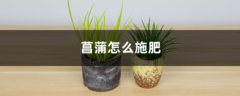 菖蒲怎么施肥 菖蒲怎么施肥