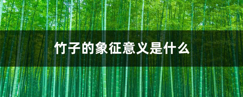 竹子的象征意义是什么 竹子的象征意义是什么