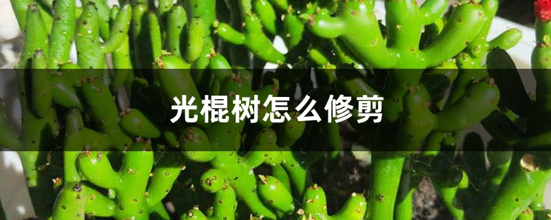光棍树怎么修剪 光棍树怎么修剪