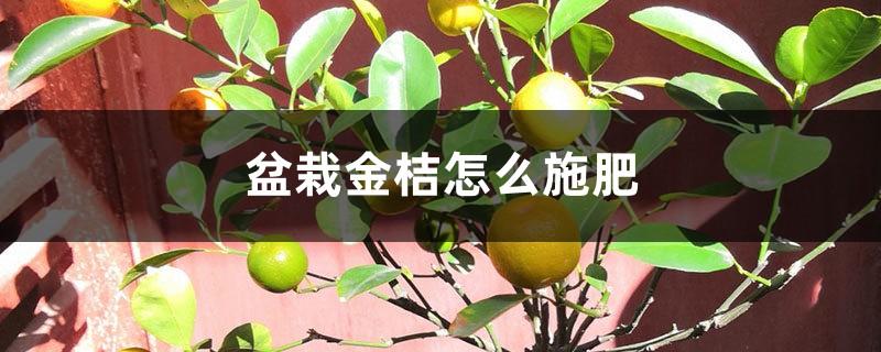 盆栽金桔怎么施肥 盆栽金桔怎么施肥