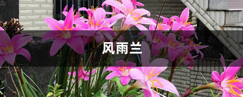 风雨兰冬季怎么养,这么养过冬没问题! 风雨兰冬季怎么养,这么养过冬没问题!