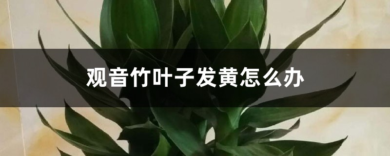 观音竹叶子发黄怎么办 观音竹叶子发黄怎么办