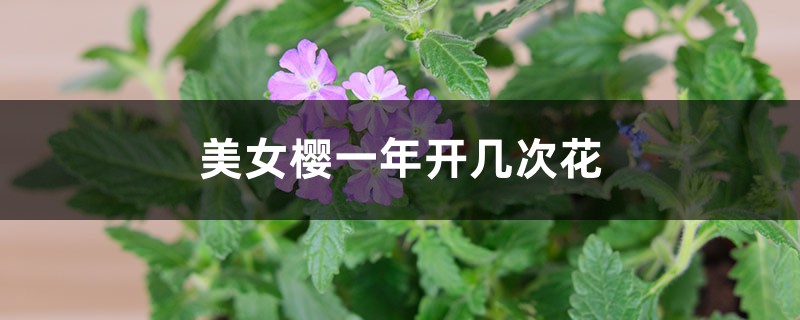 美女樱一年开几次花 美女樱一年开几次花