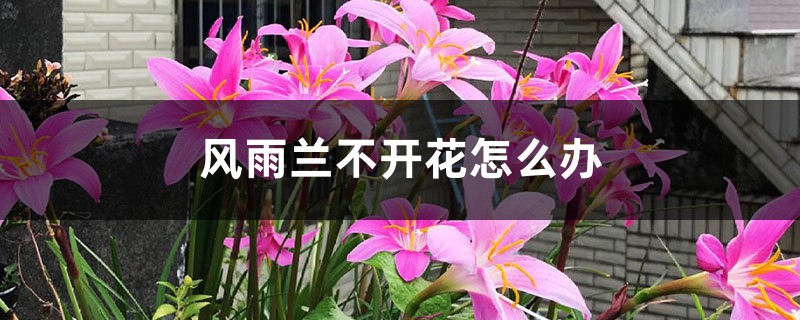 风雨兰不开花怎么办 风雨兰不开花怎么办