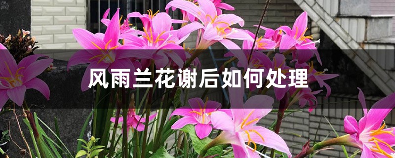 风雨兰花谢后如何处理 风雨兰花谢后如何处理