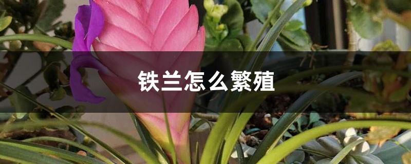 铁兰怎么繁殖? 铁兰怎么繁殖?