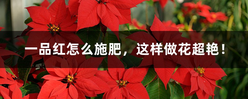 一品红怎么施肥,这样做花超艳! 一品红怎么施肥,这样做花超艳!