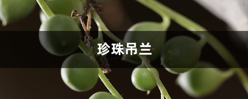 珍珠吊兰的风水作用,这样摆放全家运气旺! 珍珠吊兰的风水作用,这样摆放全家运气旺!
