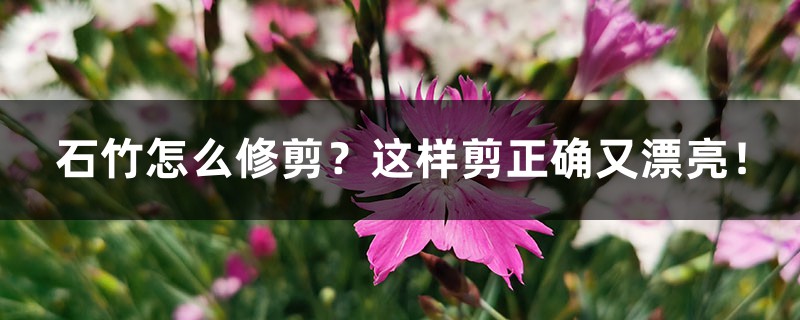 石竹怎么修剪?这样剪正确又漂亮! 石竹怎么修剪?这样剪正确又漂亮!