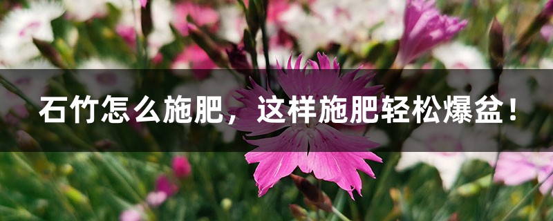 石竹怎么施肥,这样施肥轻松爆盆! 石竹怎么施肥,这样施肥轻松爆盆!