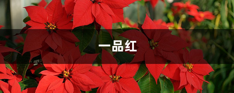 一品红怎么修剪,做好这两点修剪很容易! 一品红怎么修剪,做好这两点修剪很容易!