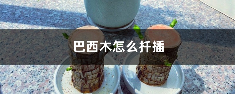巴西木怎么扦插 巴西木怎么扦插