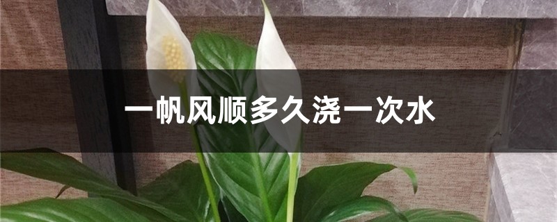 一帆风顺多久浇一次水 一帆风顺多久浇一次水