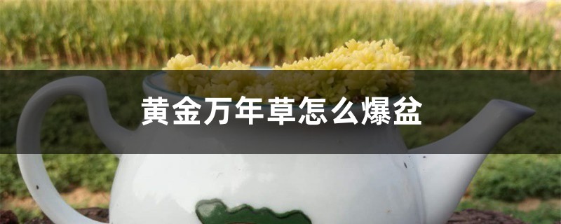 黄金万年草怎么爆盆 黄金万年草怎么爆盆