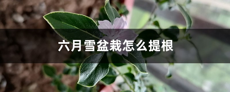 六月雪盆栽怎么提根 六月雪盆栽怎么提根