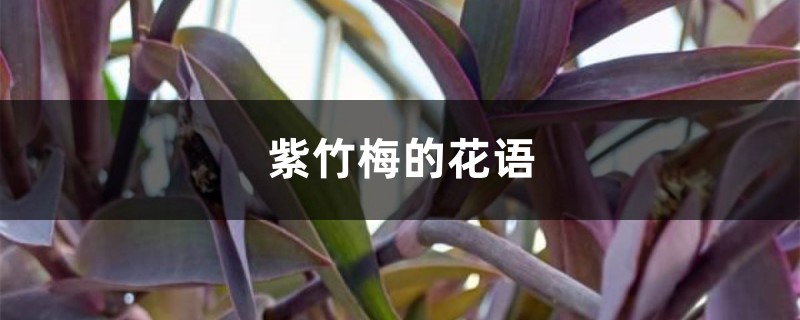 紫竹梅的花语 紫竹梅的花语