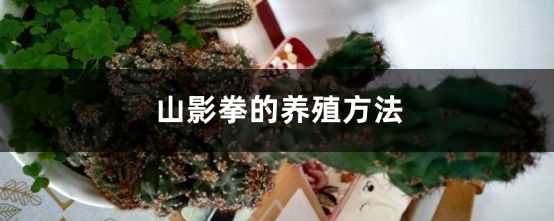 山影拳的养殖方法 山影拳的养殖方法