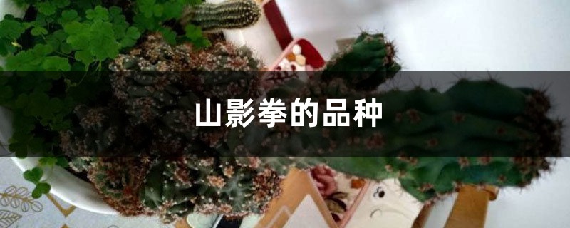 山影拳的品种 山影拳的品种