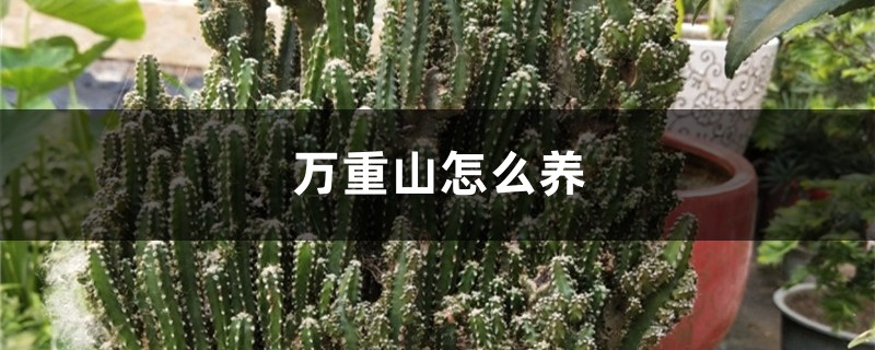 万重山怎么养 万重山怎么养
